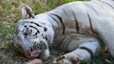 'Bloodsicles', baths keep Philippine zoo animals cool as heat wave hits