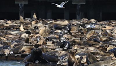 1K Sea Lions Plop Themselves Along SF's Pier 39