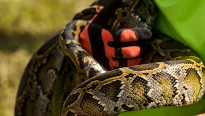 As Florida Python challenge begins, people want to know: How far north will snakes go?