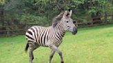 Last runaway zebra still on the loose after being spotted near North Bend