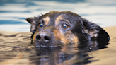 German Shepherd Tries Whining to Grandma When Mom Tells Her No More Swim Time