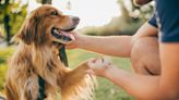 6 Signs Of A Happy Dog, According To Veterinarians