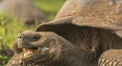 4. Galapagos: Enchanted Isles