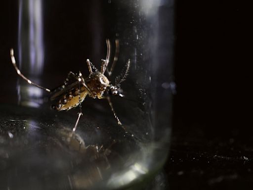 ¿Qué es el dengue? Los síntomas y riesgos de la enfermedad que se extiende por América Latina