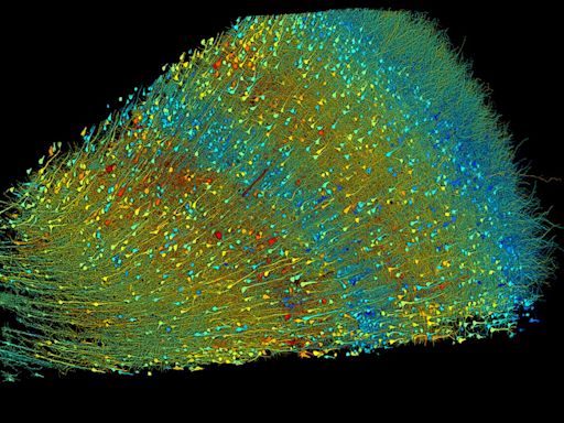 Harvard et Google ont cartographié le cerveau humain avec une précision inouïe