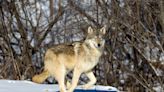 Hunting Groups Petition Feds to Delist Wolves in Great Lakes Region