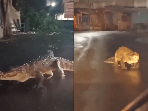 Watch | Crocodile Spotted Strolling On Road After Heavy Rain In Maharashtra's Ratnagiri