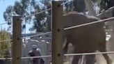 Father sentenced to probation for taking toddler inside San Diego elephant enclosure in scary video