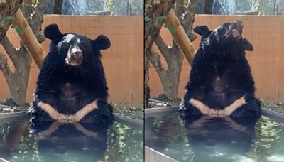 工讀生出來！ 動物園黑熊泡水降溫 模樣超呆萌