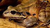 Giant chicken frog faces extinction due to a deadly amphibian fungus