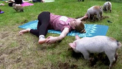 Three little piggies at a yoga class = maximum happiness