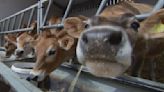 Making 'moooves': Seven Jersey cows regifted to King Charles III | ITV News
