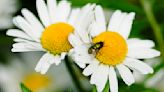 Germany Counting Insects Photo Gallery