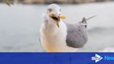 MP calls for urgent action on 'growing issues' with seagulls