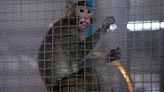 憂猴子淹沒社區 美醫藥公司砸重金蓋實驗猴飼養場遭居民反對