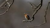 It's nesting season for Eastern bluebirds and good time to spot that flash of blue in sky