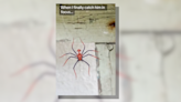 Fact Check: Video of a Red-and-Blue Spider Resembling Marvel Superhero Spider-Man Went Viral. Let's Take a Closer Look