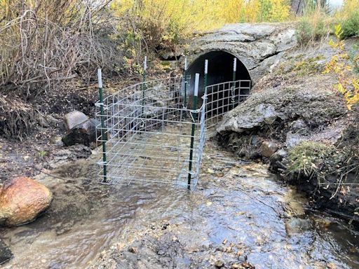 New program to please both landowners and beavers aimed to launch in central Montana