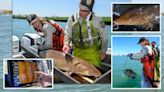 Sturgeon remain rare in Great Lakes, but Detroit River's population thrives