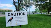 THE BIRDS ARE BACK | How to avoid red-winged blackbirds along Grand Rapids' riverfront