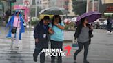 ¡No olvides el impermeable! Temporal de lluvias en CDMX se extenderá hasta julio