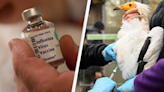 First death from bird flu never seen in humans confirmed by WHO