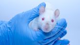 Scientists Just Reprogrammed Mice to Live Longer. Humans May Be Next.