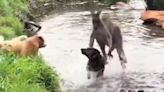 La sorprendente defensa de un canguro ante el ataque de unos canes