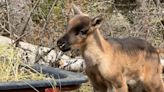 Quebec announces the birth of 15 caribou fawns in captive facilities