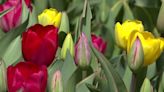 Spring blooming at Little Ducky Flower Farm, where you can pick your own tulip bouquet