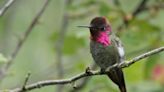 Sugar shortage worrisome for B.C. hummingbird watcher