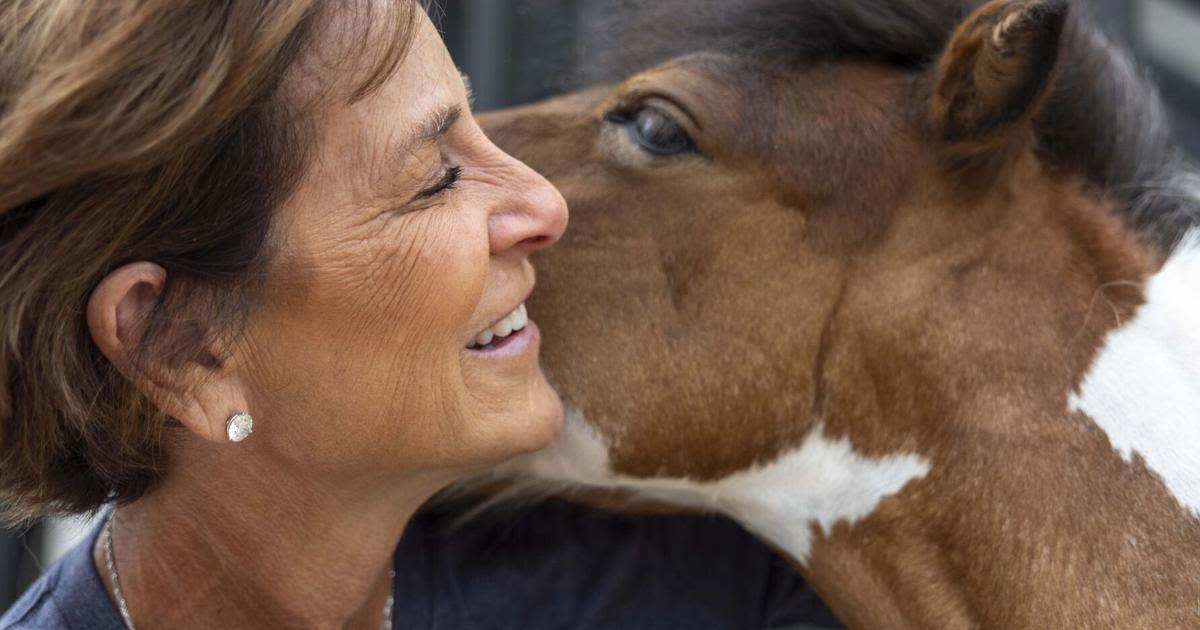 Ranch in Wildwood is sanctuary for abused miniature horses