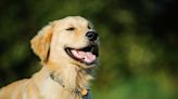 Golden Retriever Shows Off His Amazing Private Room with His Own TV and Laptop