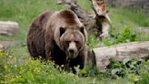 The federal government plans to restore grizzly bears to the North Cascades region of Washington