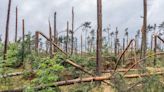 New study reveals devastating impact single hurricane could have on forested regions: 'We have to adequately account for the risks'
