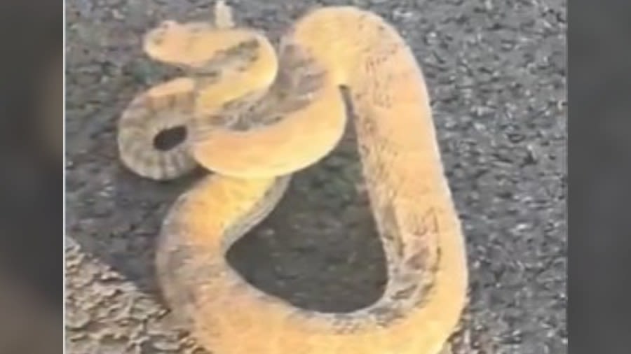 Watch: Authorities find rattlesnake while fighting Quarry Fire