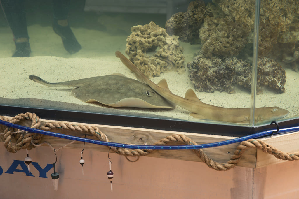 Stingray that got pregnant despite no male companion has died, aquarium says