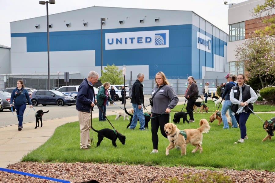 100 puppies visit Newark airport for guide dog training