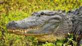 Remains of Missing Texas Woman in Her 60s Found Inside Alligator’s Jaws, Officials Say