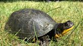 What you don't know about turtles may surprise you | ECOVIEWS