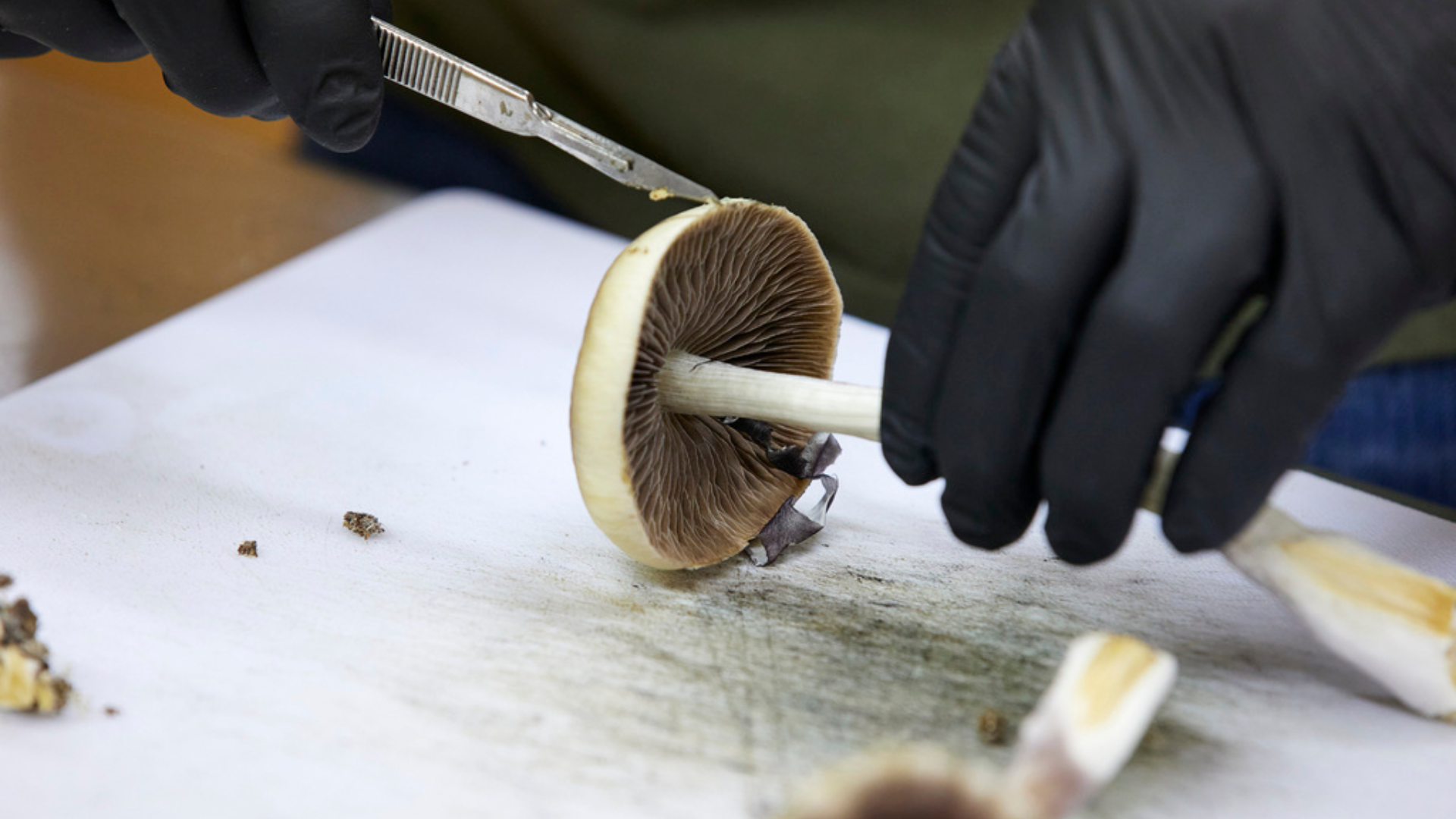 Federal court case could decide if terminal patients may use psilocybin