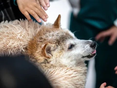 Dogecoin & Doge Meme Icon Shiba Inu ‘Kabosu’ Dies at 18