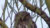 Wildlife agency restores protection for Arizona's cactus pygmy-owl after long legal battle