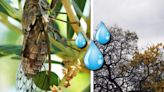 Clima Guadalajara: ¿Es verdad que las chicharras anuncian las lluvias?