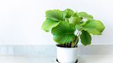 How to Grow Statement-Making Elephant Ear Plants With Lush Leaves