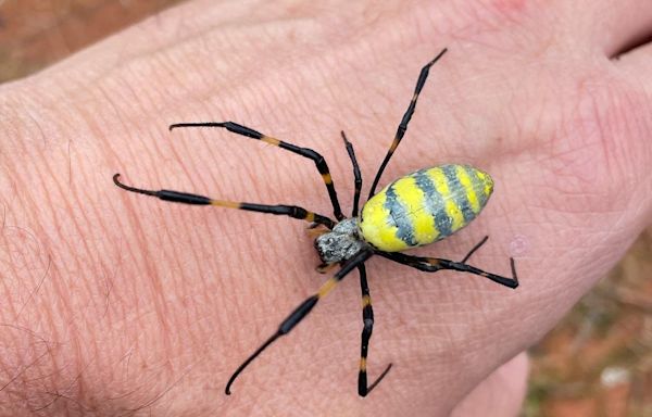 Large, flying, invasive Joro spiders are on their way to NJ. Everything you should know