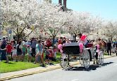 International Cherry Blossom Festival