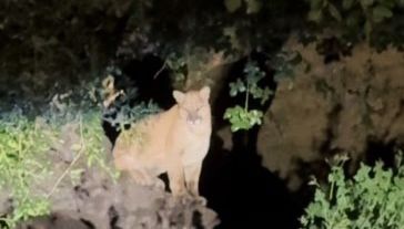 Mountain lion spotted in L.A.’s Griffith Park, 1 1/2 years after P-22’s death