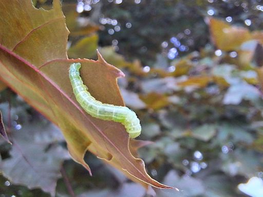 Fall cankerworms drop from leaves onto homes, cars and people in southwestern Pa.