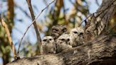 A world-first scorecard has revealed which native species call Sydney's Royal National Park home